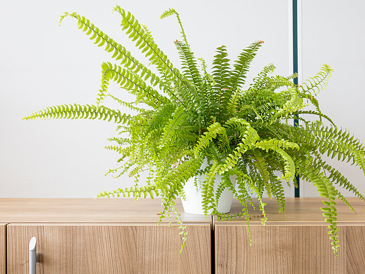 Farn auf einem Sideboard