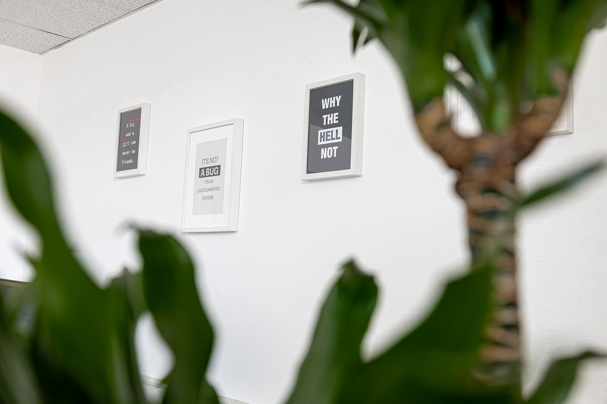 Mehrere Wandbilder hinter einer Zimmerpflanze